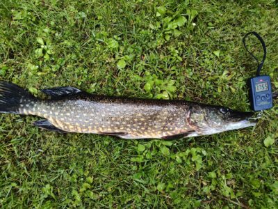 Northern Pike — Sartai