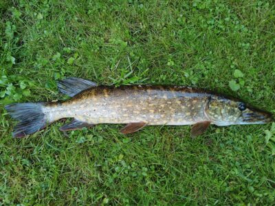 Northern Pike — Sartai