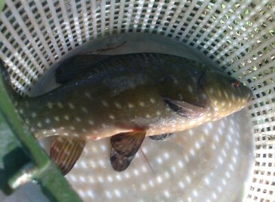 Tench, 0.5 kg — Pakumulšių I-asis