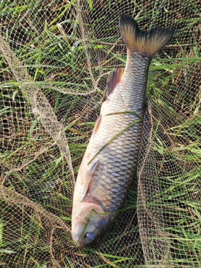 chub — Neman River