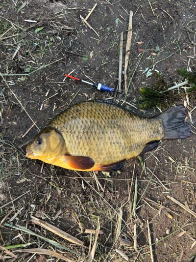Crucian carp
