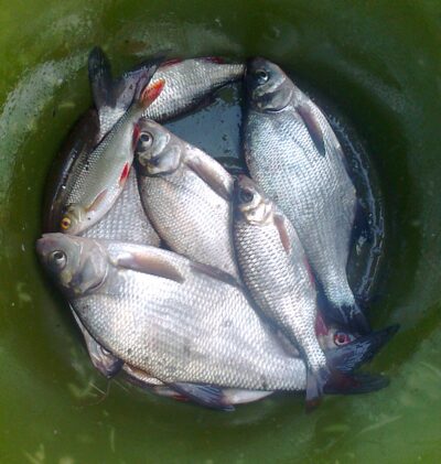 Carp bream ×4 — Pakumulšių II-asis