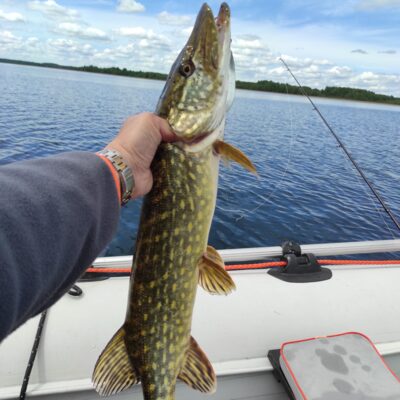 Northern Pike, 2.5 kg — Drūkšiai