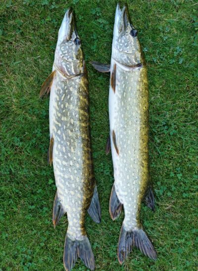 Northern Pike ×2 — Šventoji