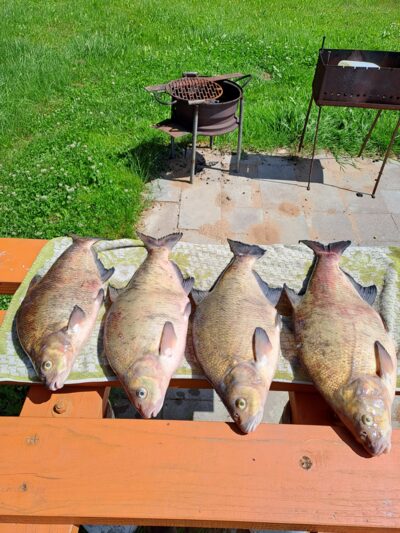 Carp bream ×4 — Neman River