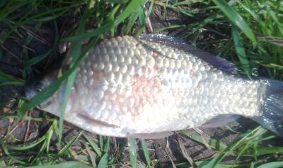 Prussian carp — Pakumulšių II-asis