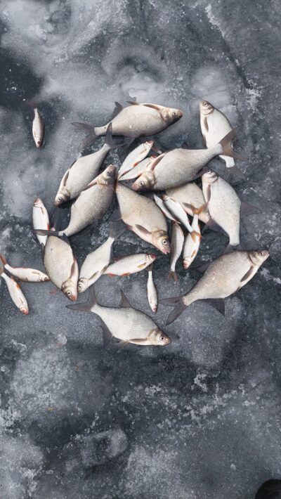 Carp bream ×12