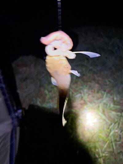 Wels catfish — Neman River
