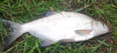 Carp bream — Pakumulšių II-asis