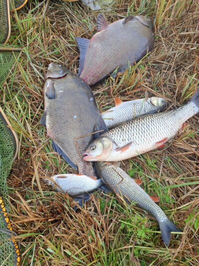 Carp bream ×2