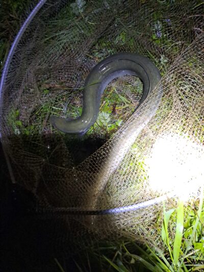 European eel — Neman River