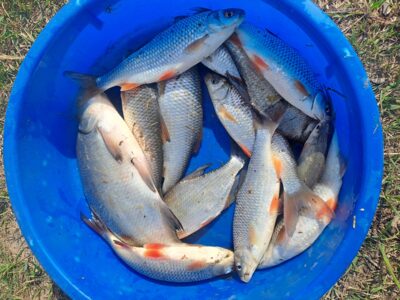 Roach ×10 — Neman River