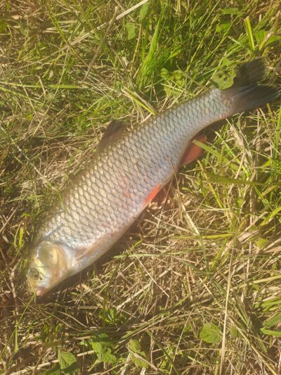 chub — Neman River