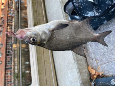 Carp bream, 0.2 kg