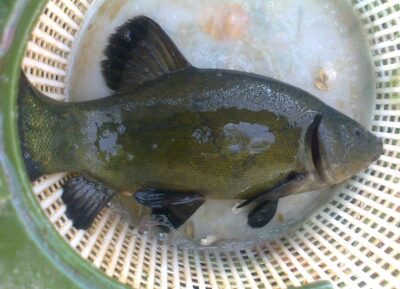 Tench, 0.8 kg — Pakumulšių I-asis