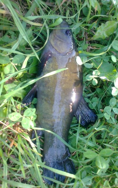 Tench — Pakumulšių I-asis