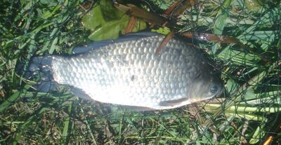 Prussian carp, 1.0 kg — Pakumulšių II-asis