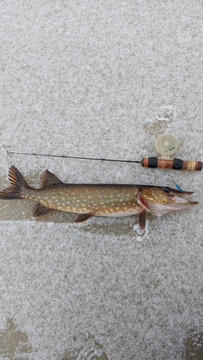 Northern Pike ×3