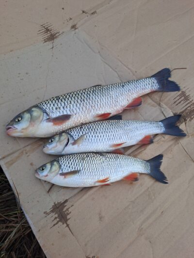 chub ×3 — Neman River
