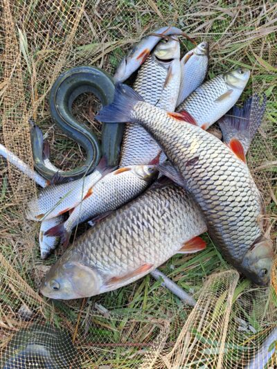chub ×4 — Neman River