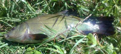 Tench — Pakumulšių I-asis