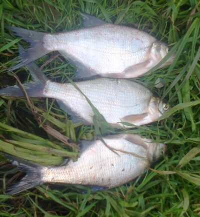 Carp bream ×3 — Pakumulšių II-asis