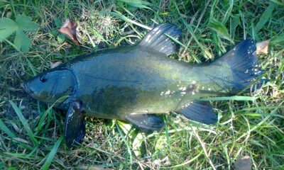 Tench, 0.6 kg — Pakumulšių I-asis