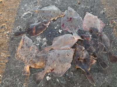 European plaice