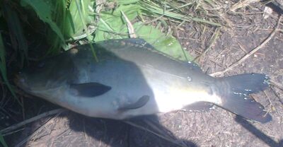 Carp — Pakumulšių II-asis