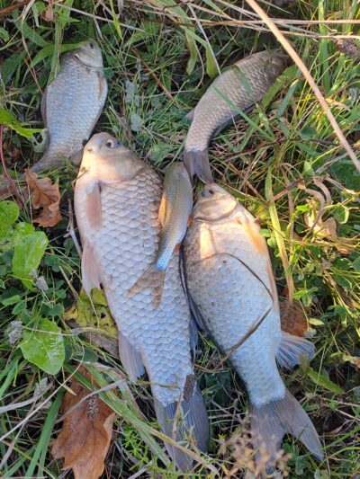 Prussian carp ×4 — Vėjinės