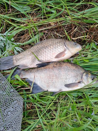 Carp bream — Bitežeris