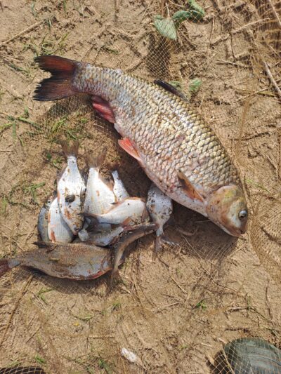 chub, 2.0 kg — Neman River