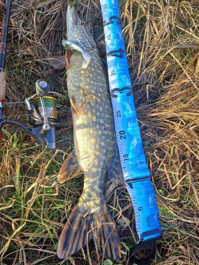 Northern Pike — Naudvario
