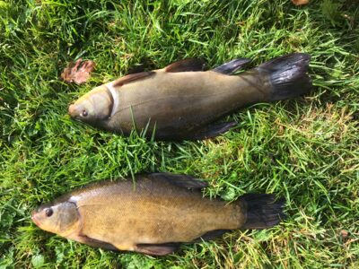 Tench ×2