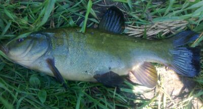 Tench — Pakumulšių II-asis