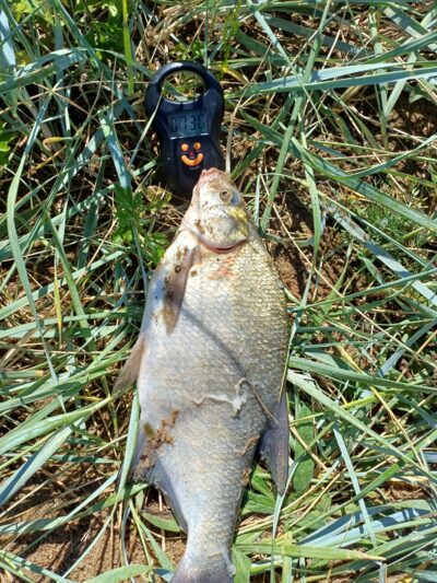 Carp bream, 0.7 kg — Kuršių