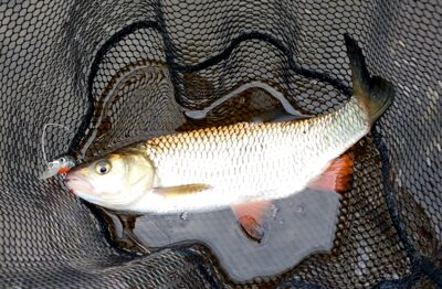 chub — Šventoji