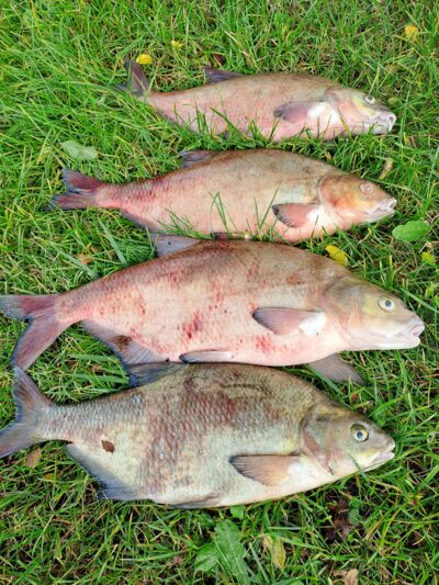 Carp bream ×4 — Neman River