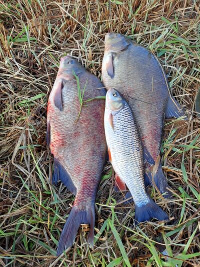 Carp bream ×2 — Neman River
