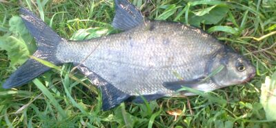 Carp bream — Pakumulšių I-asis