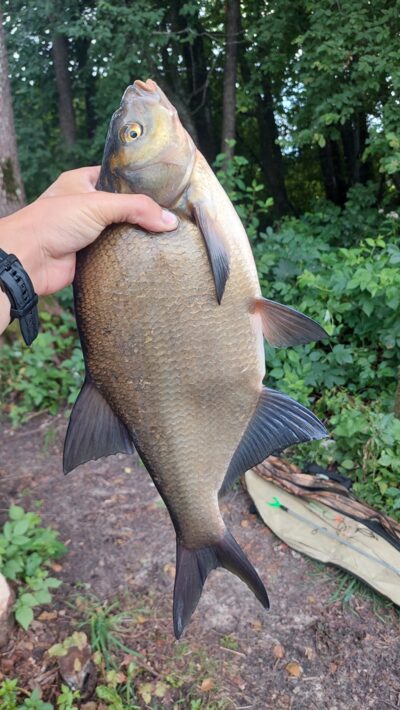 Carp bream — Stirniai