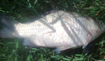 Prussian carp, 0.4 kg — Pakumulšių II-asis
