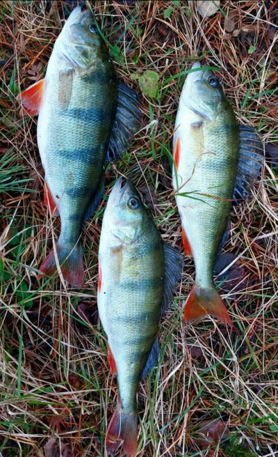 Eurasian perch ×3