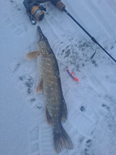 Northern Pike — Aunuvėnų