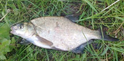 Carp bream, 0.4 kg — Pakumulšių I-asis