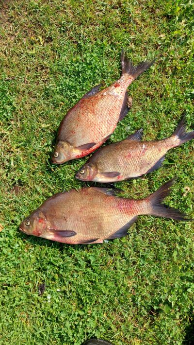 Carp bream ×3
