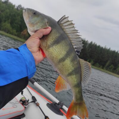 Eurasian perch, 1.0 kg — Luodis