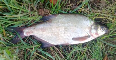 Carp bream, 0.6 kg — Pakumulšių I-asis