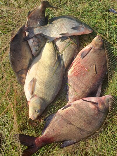 Carp bream ×7 — Neman River