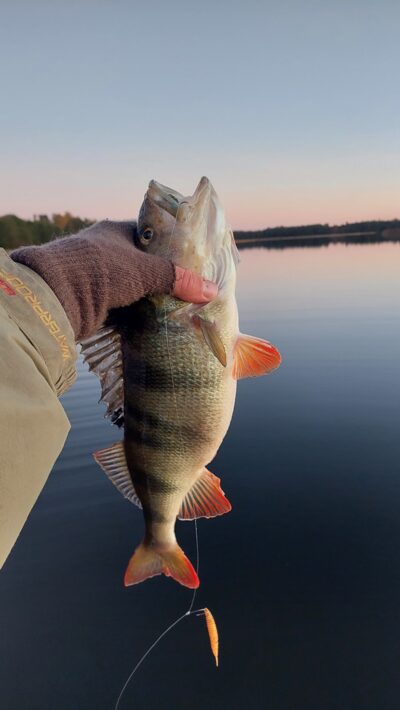 Eurasian perch, 0.9 kg — Stirniai